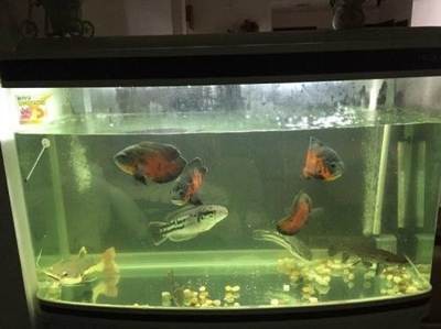 紅龍魚壽命多長最好養（紅龍魚壽命多長最好養活）