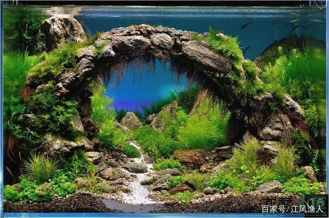 龍虎魚配什么（龍虎魚配什么魚好）