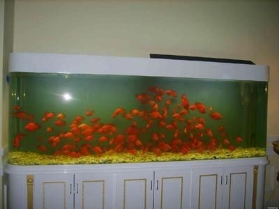 玻璃魚缸養(yǎng)什么魚好看：如何選擇適合玻璃魚缸的魚種