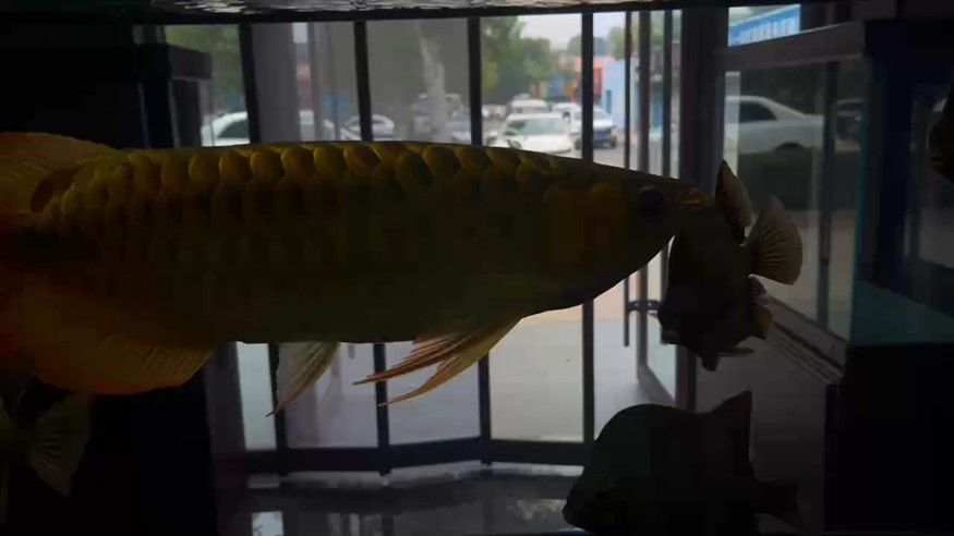 還是那個打炮龍