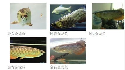 紅龍魚燈光開24小時好嗎視頻（紅龍魚燈光開24小時好嗎視頻講解）