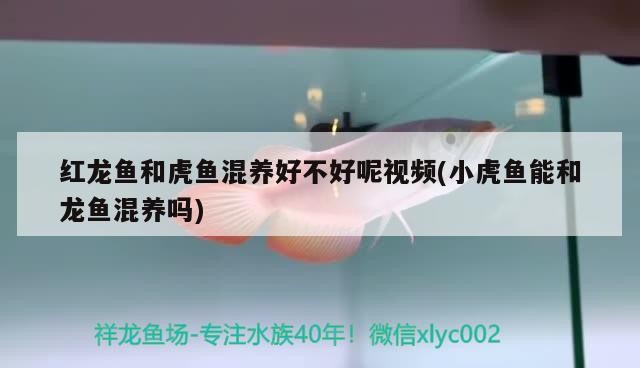 紅龍魚和虎魚混養好不好呢視頻(小虎魚能和龍魚混養嗎)