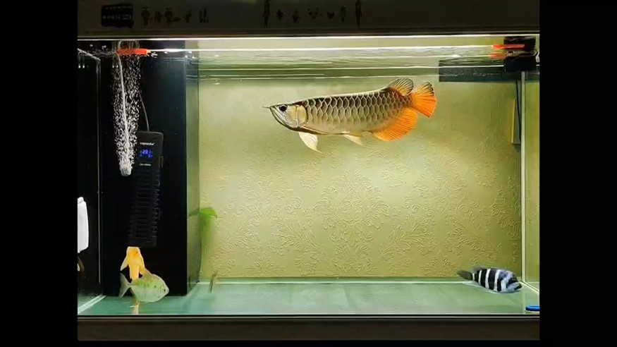 一條小高背