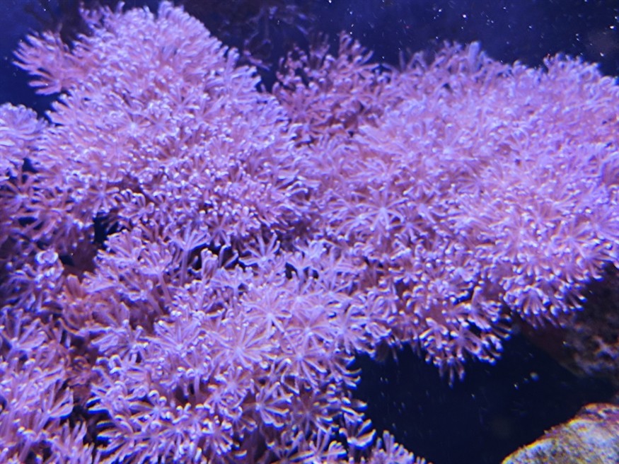 求救，魚缸被閃千手和紐扣鋪滿了