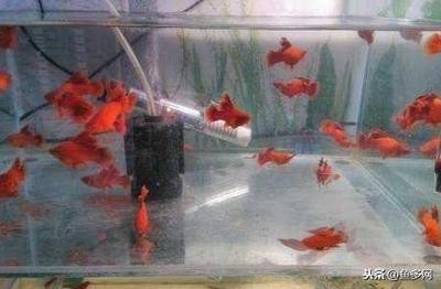 紅龍魚發色過程圖解大全圖片欣賞（紅龍魚發色過程圖解大全圖片欣賞圖）