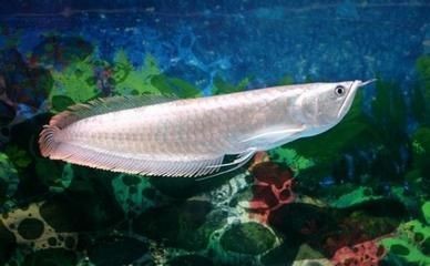 紅龍魚死了預(yù)示著什么