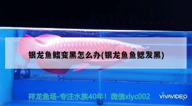 銀龍魚鰭變黑怎么辦(銀龍魚魚鰓發黑)