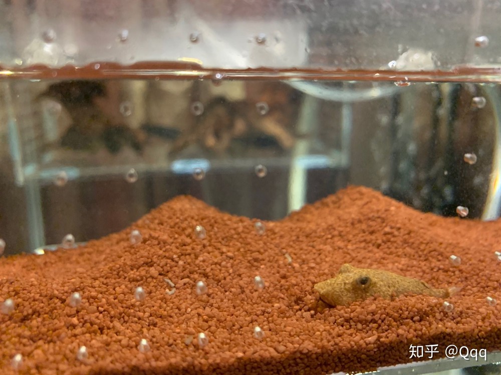 1.2米的魚缸養幾條銀龍：1.2米的魚缸養幾條銀龍魚