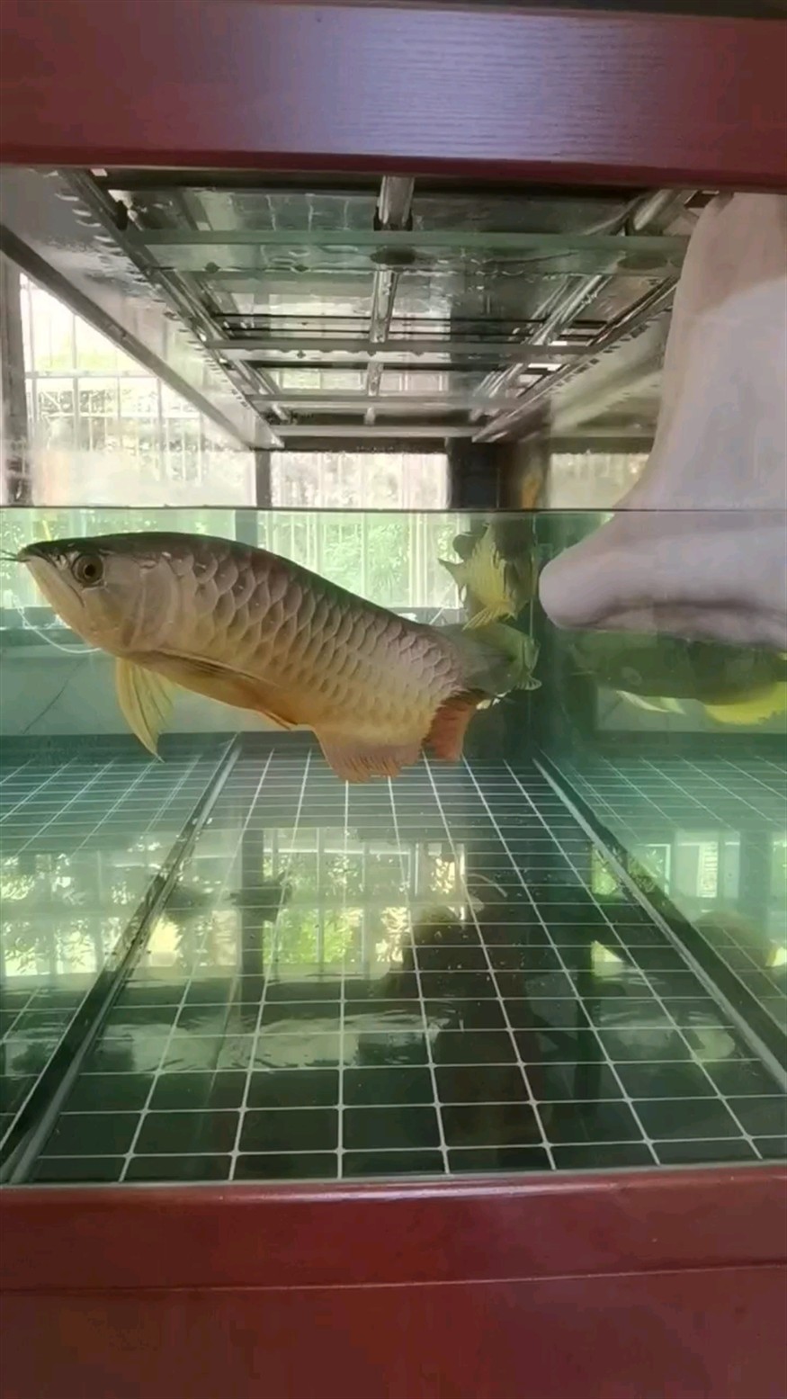 9月3日換水
