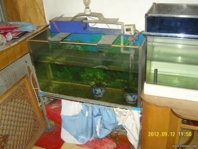 1米8魚缸：1米8魚缸1米8魚缸 1米8魚缸：1米8魚缸1米8魚缸 魚缸百科 第3張