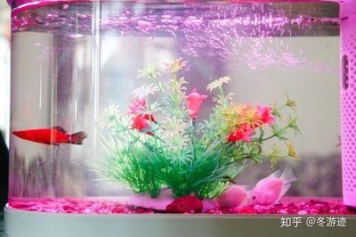 大型魚缸拆解方法圖：大型魚缸拆解步驟