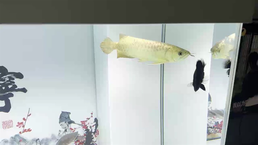 幫我看看魚 幫我看看魚 龍魚論壇
