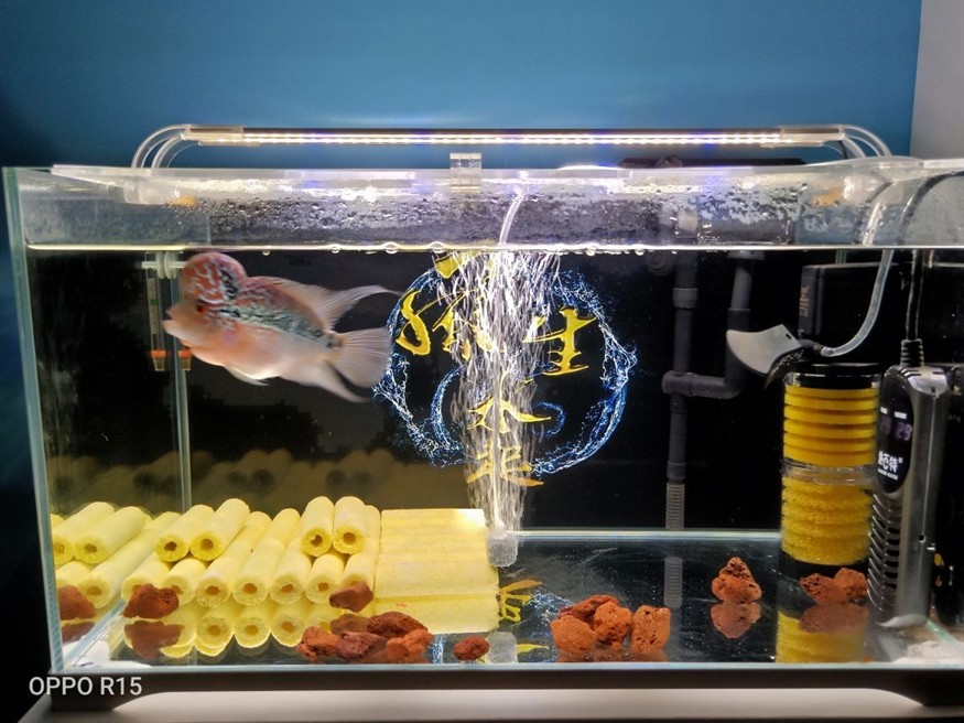龍魚怎么喂好養活一點
