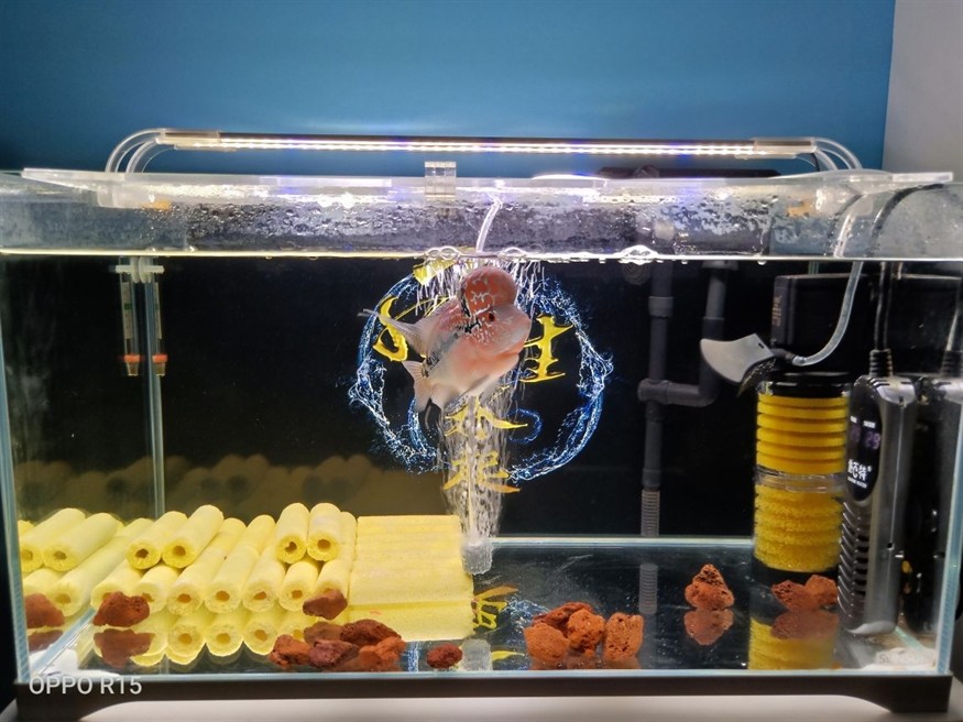 龍魚怎么喂好養活一點