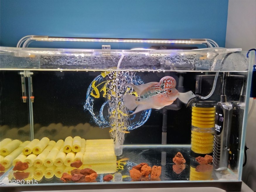 龍魚怎么喂好養活一點