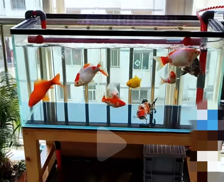 魚(yú)缸用增氧泵價(jià)格是多少:魚(yú)缸增氧機(jī)-xtrac增氧機(jī)-xtrac增氧機(jī) 請(qǐng)問(wèn)這幾條什么魚(yú)? 龍魚(yú)論壇 請(qǐng)問(wèn)這幾條什么魚(yú)? 請(qǐng)問(wèn)這幾條什么魚(yú)? 龍魚(yú)論壇