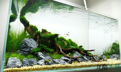 大魚缸水草放哪里好一點：大魚缸中的水草種類推薦水草種類推薦大魚缸養(yǎng)殖技巧 大魚缸水草放哪里好一點：大魚缸中的水草種類推薦水草種類推薦大魚缸養(yǎng)殖技巧 魚缸百科 第3張