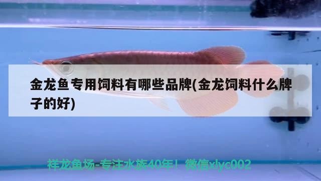 金龍魚專用飼料有哪些品牌(金龍飼料什么牌子的好)