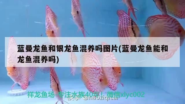 藍曼龍魚和銀龍魚混養嗎圖片(藍曼龍魚能和龍魚混養嗎)