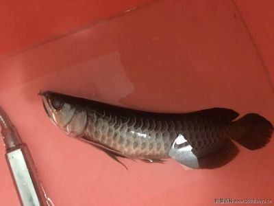 龍魚很活躍但不吃是什么問題呢 龍魚很活躍但不吃是什么問題呢 龍魚百科 第1張