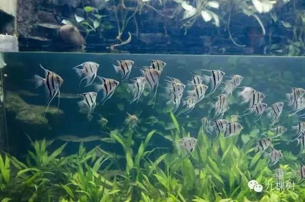 膠州市水族館海鮮城（膠州市水族館海鮮城地址）