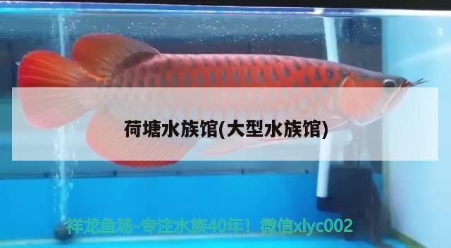 <strong><mark>荷塘</mark></strong>水族館(大型水族館)