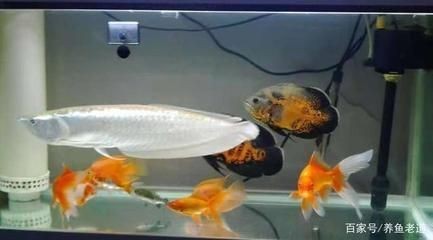 黃化銀龍和金龍魚混養