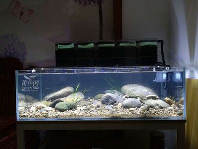 白色石頭能放魚缸里嗎：白色的石頭可以放入魚缸中，但需要注意以下幾點