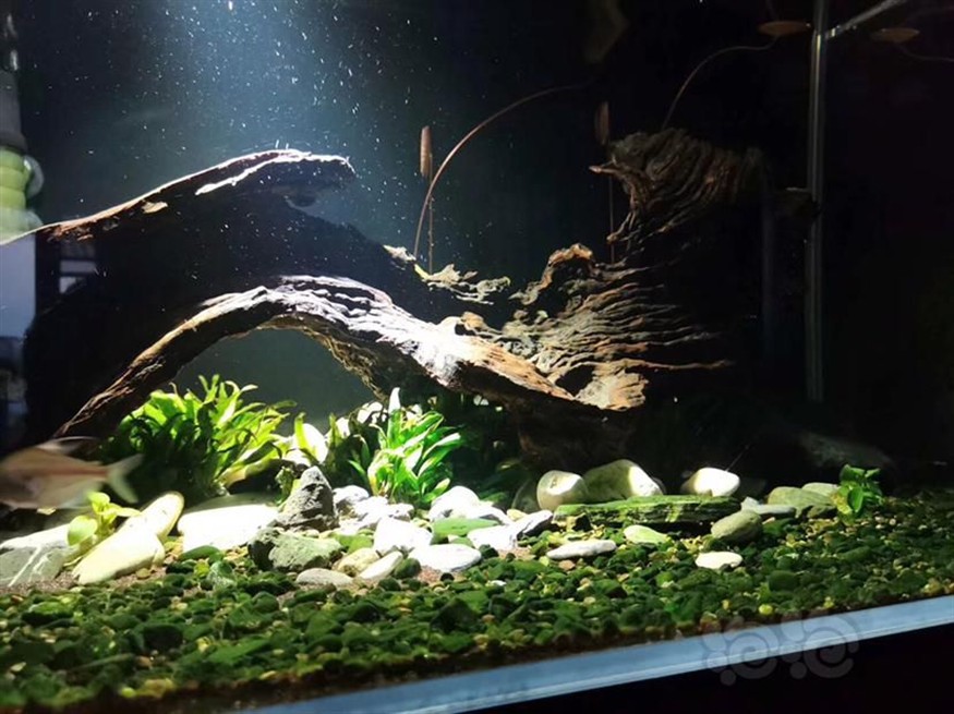 1.2米的魚缸造景多大的沉木合適？：1.2米的魚缸造景多大的沉木合適如何選擇沉木的大小