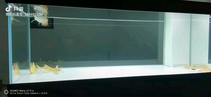 龍魚干蝦有營養嗎 第46天 龍魚論壇 第46天 第46天 龍魚論壇