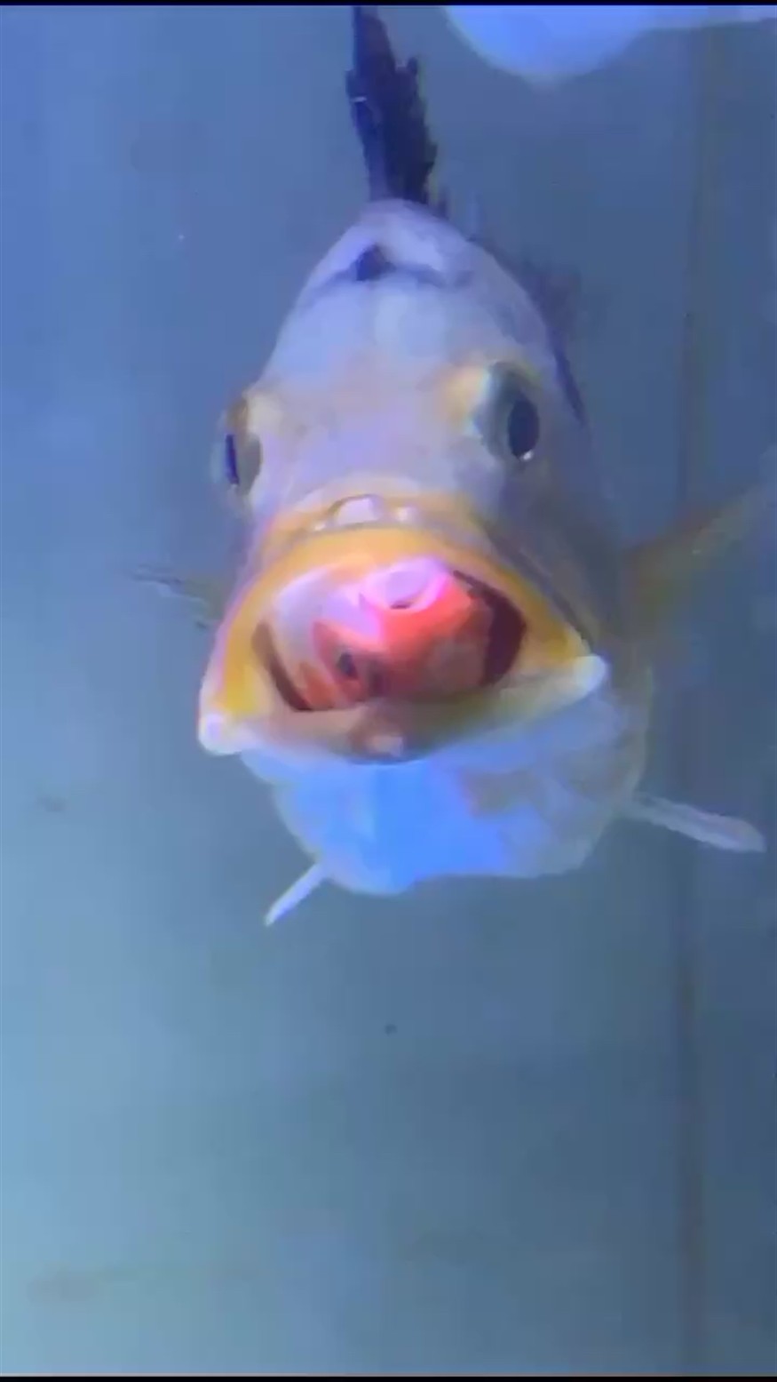 虎魚(yú)食量如何？