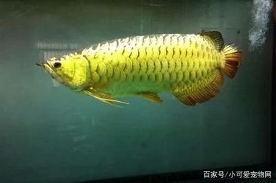 龍魚的形狀像什么東西 龍魚的形狀像什么東西 龍魚百科 第2張
