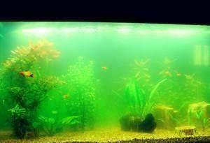 上海騰前水族設備有限公司（上海騰前水族設備有限公司怎么樣）