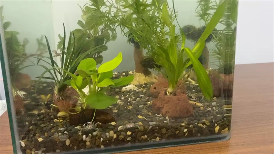 新手草缸兩年后從頭再來