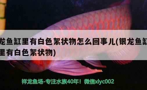 龍魚缸里有白色絮狀物怎么回事兒(銀龍魚缸里有白色絮狀物) 龍魚缸里有白色絮狀物怎么回事兒(銀龍魚缸里有白色絮狀物) 銀龍魚百科