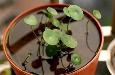 玻璃魚缸種什么植物好：在玻璃魚缸中種植什么植物好