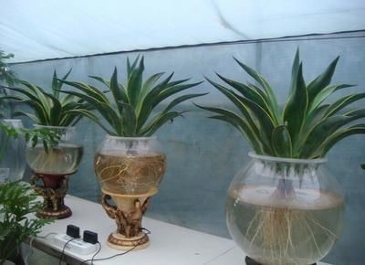 玻璃魚缸種什么植物好：在玻璃魚缸中種植什么植物好