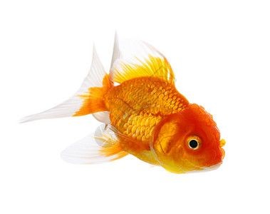 白底白背景魚(yú)缸養(yǎng)40公分左右可以嗎：白底白背景的魚(yú)缸養(yǎng)40公分左右的魚(yú)可以嗎？