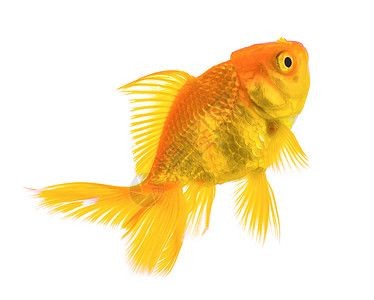 有哪些魚擺件適合放在客廳，客廳擺放什么材質的魚擺件