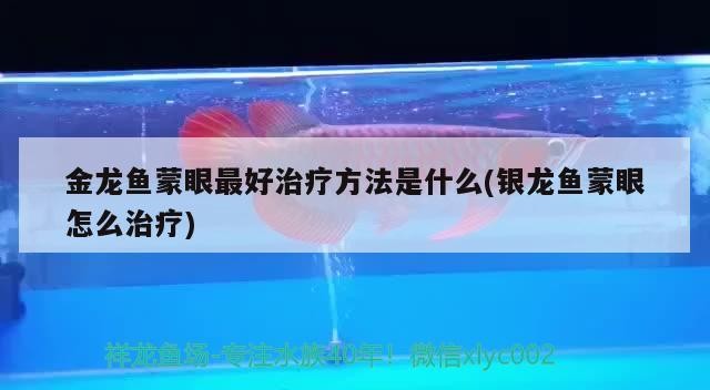 金龍魚蒙眼最好治療方法是什么(銀龍魚蒙眼怎么治療) 金龍魚蒙眼最好治療方法是什么(銀龍魚蒙眼怎么治療) 銀龍魚百科