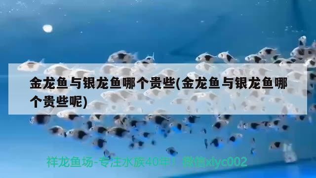 金龍魚與銀龍魚哪個貴些(金龍魚與銀龍魚哪個貴些呢)