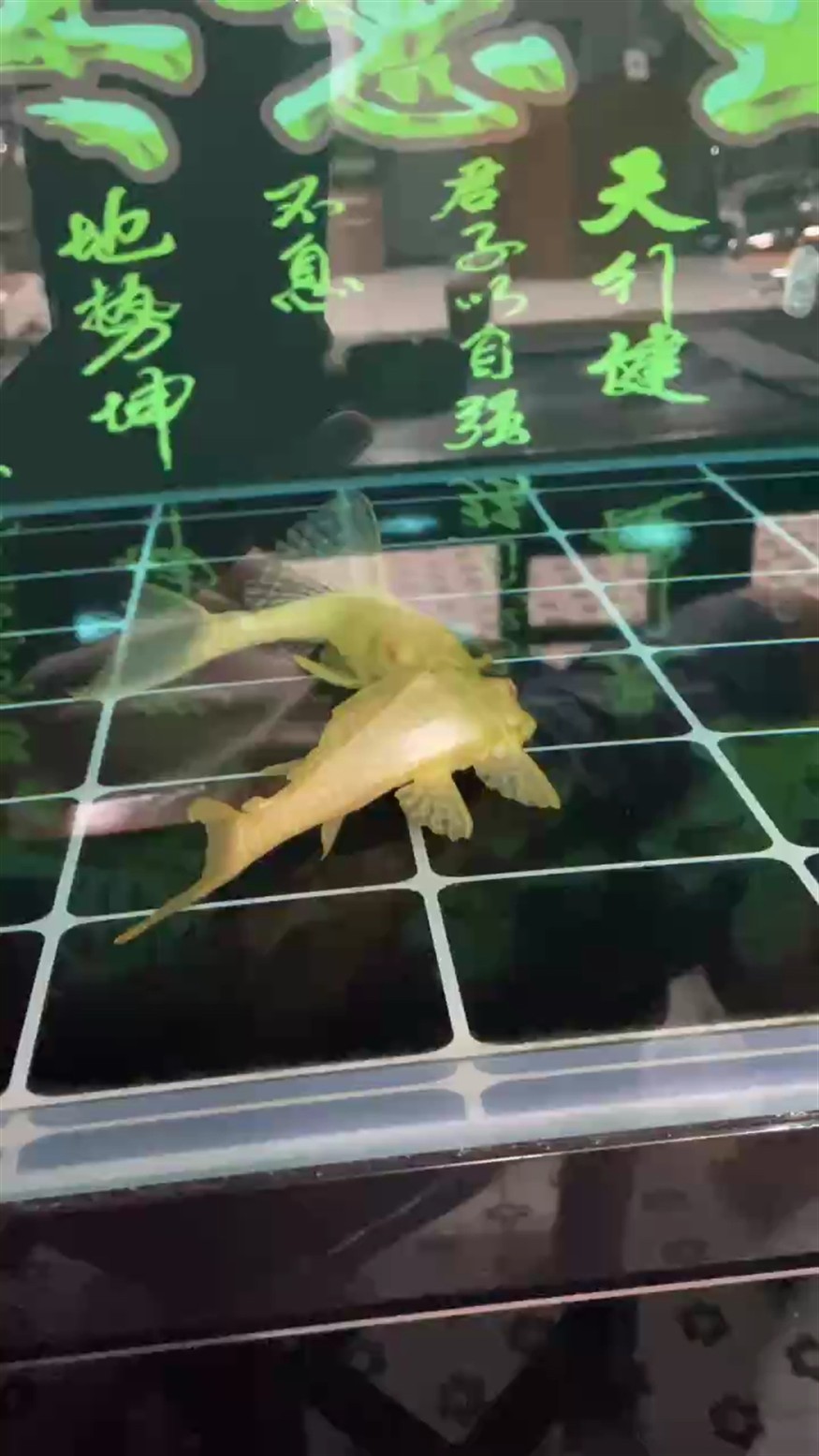 求專家這是打架還是尋找快樂[ciya] 求專家這是打架還是尋找快樂[ciya] 龍魚論壇 第1張