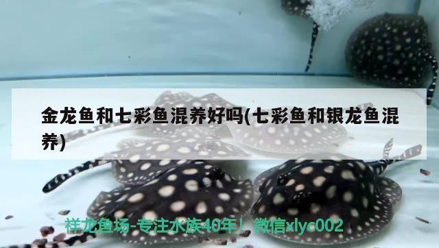 金龍魚和七彩魚混養好嗎(七彩魚和銀龍魚混養)