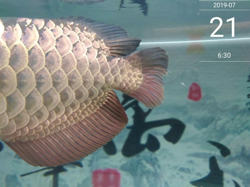怎么樣讓龍魚狀態變好