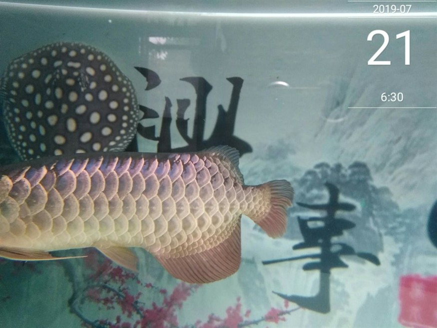 怎么樣讓龍魚狀態變好
