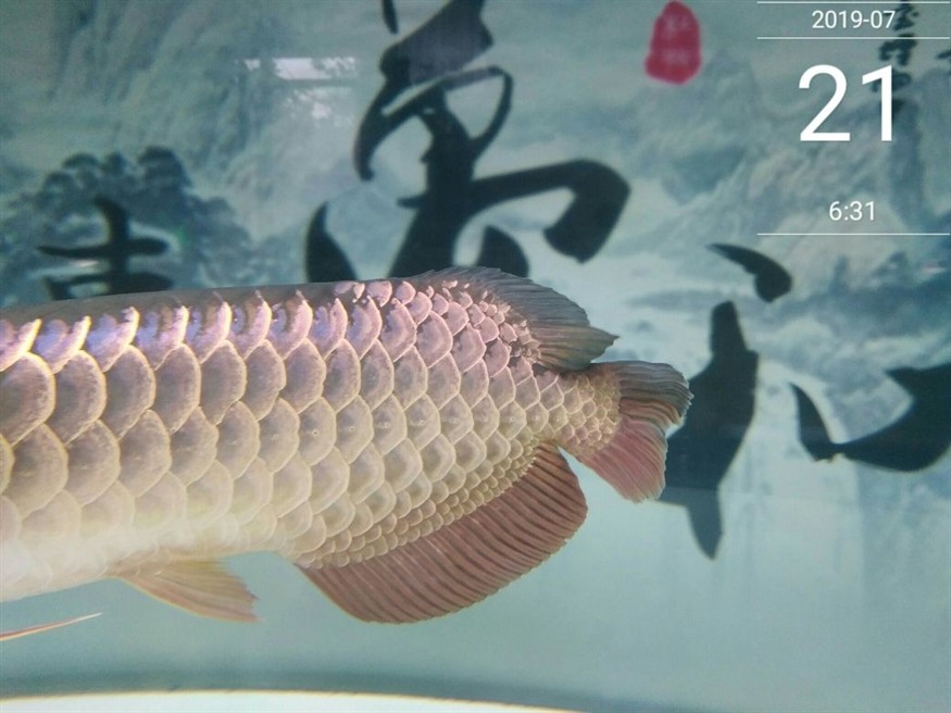 怎么樣讓龍魚狀態變好