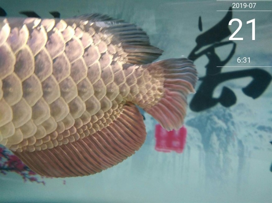 怎么樣讓龍魚狀態變好