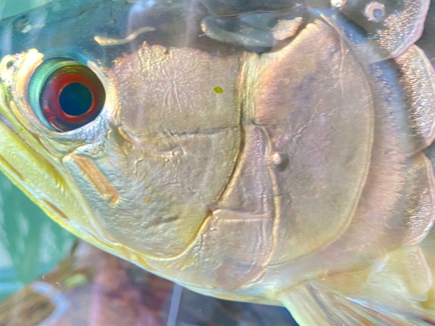 龍魚鰓蓋長水泡怎么治療？