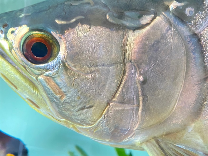 龍魚鰓蓋長水泡怎么治療？