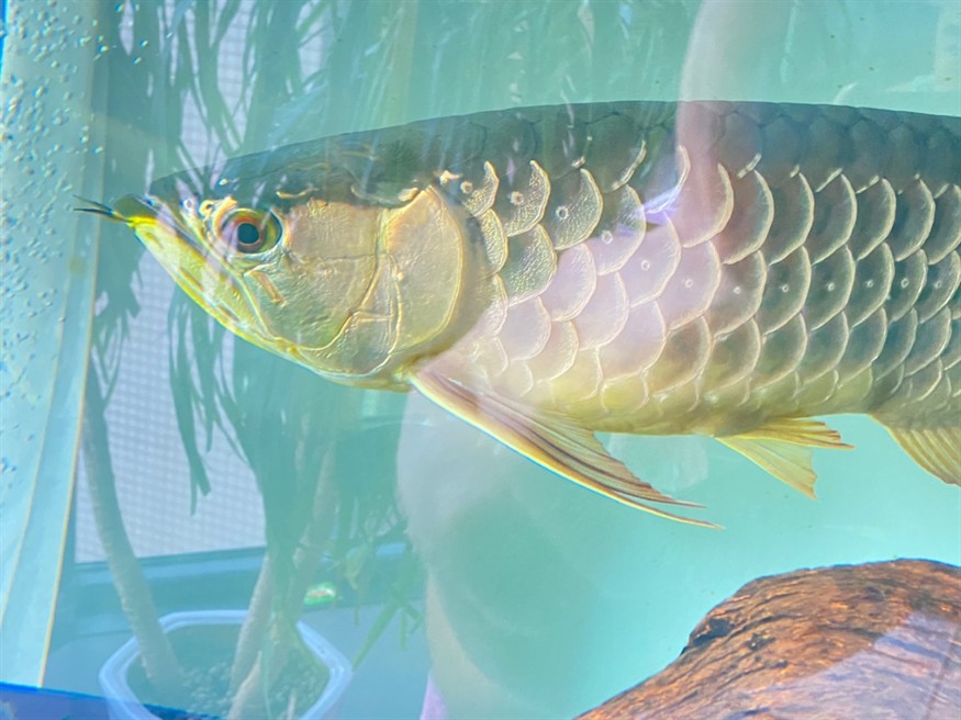 龍魚鰓蓋長水泡怎么治療？